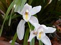 Ivory Cymbidium